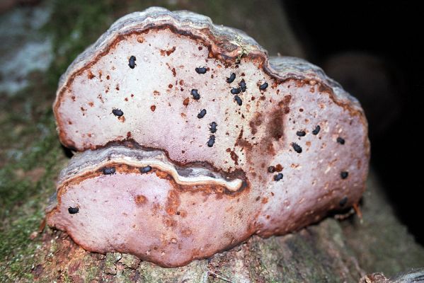 Býšť, 2.8.2003
Rezervace Buky u Vysokého Chvojna v noci. Potemníci Bolitopharus reticulatus.



Klíčová slova: Býšť Buky u Vysokého Chvojna