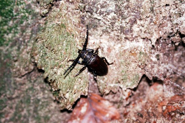 Býšť, 2.8.2003
Rezervace Buky u Vysokého Chvojna v noci. Tesařík piluna.
Klíčová slova: Býšť Buky u Vysokého Chvojna