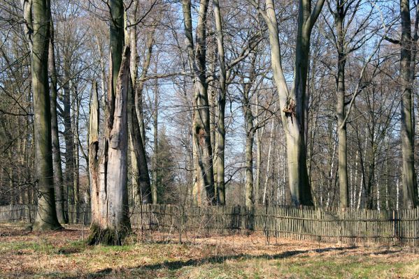 Buky u Vysokého Chvojna, 31.3.2008
Pahýl mohutného bukového kmene. 
Klíčová slova: Vysoké Chvojno rezervace Buky