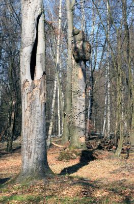 Buky u Vysokého Chvojna, 31.3.2008
Dutina osídlená páchníky. 
Klíčová slova: Vysoké Chvojno rezervace Buky