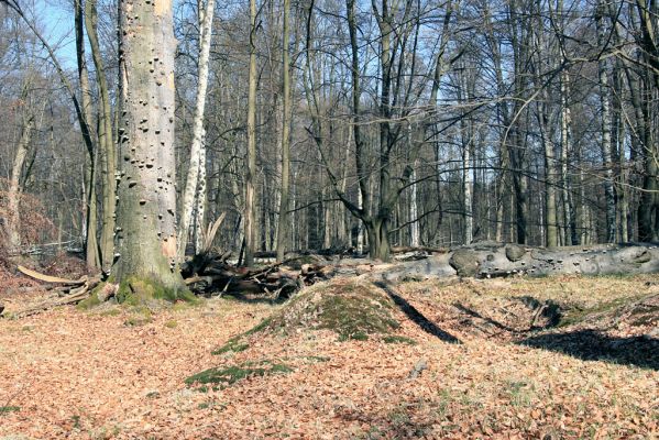 Buky u Vysokého Chvojna, 31.3.2008
Pralesní terén.
Klíčová slova: Vysoké Chvojno rezervace Buky