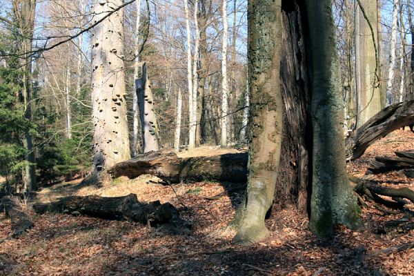 Buky u Vysokého Chvojna, 31.3.2008
Otevřená dutina ve spodní části kmene buku.
Klíčová slova: Vysoké Chvojno rezervace Buky