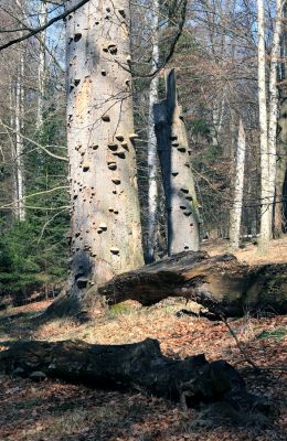 Buky u Vysokého Chvojna, 31.3.2008
Staré bukové pahýly jsou plné života.
Klíčová slova: Vysoké Chvojno rezervace Buky