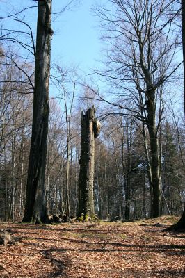 Buky u Vysokého Chvojna, 31.3.2008
Čestná stráž u padlého buku.
Klíčová slova: Vysoké Chvojno rezervace Buky