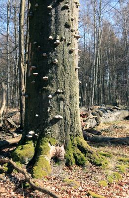 Buky u Vysokého Chvojna, 31.3.2008
Pahýl mohutného buku osídlený dřevními houbami a vzácným arborikolním hmyzem.
Keywords: Vysoké Chvojno rezervace Buky