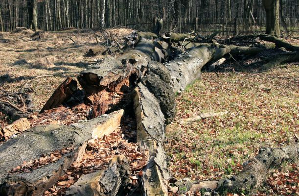 Buky u Vysokého Chvojna, 31.3.2008
Padlý buk. Arborikolní houby a brouci se o jeho důstojný pohřeb jistě postarají.
Klíčová slova: Vysoké Chvojno rezervace Buky