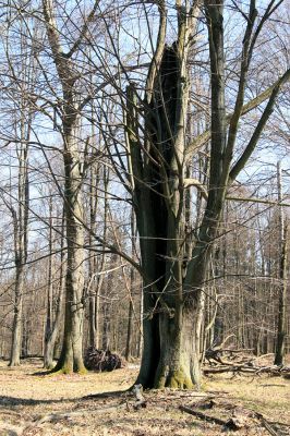 Buky u Vysokého Chvojna, 31.3.2008
Největší ze zdejších lip.
Schlüsselwörter: Vysoké Chvojno rezervace Buky