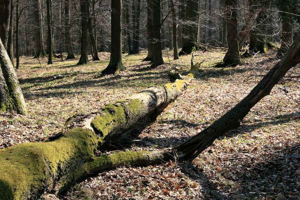 Buky u Vysokého Chvojna, 31.3.2008
Lesní zákoutí
Klíčová slova: Vysoké Chvojno rezervace Buky