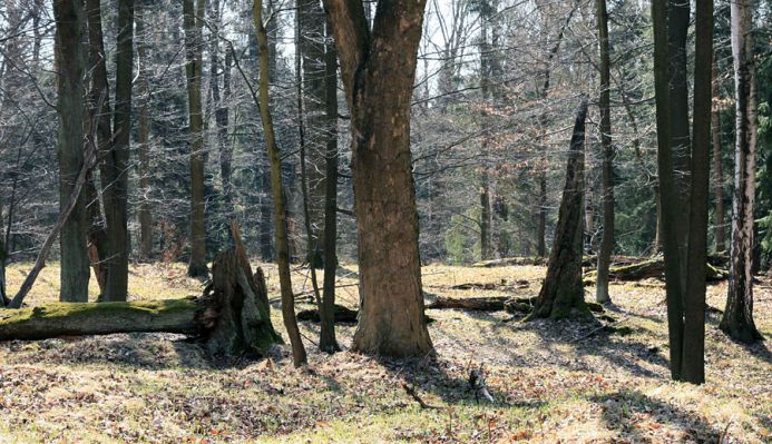 Buky u Vysokého Chvojna, 31.3.2008
Starý javor
Klíčová slova: Vysoké Chvojno rezervace Buky