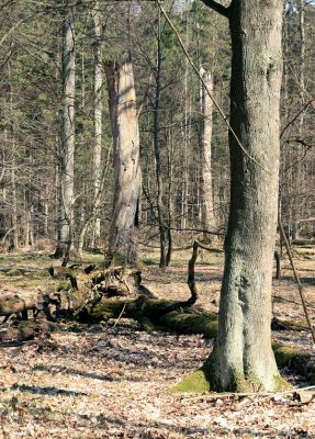 Buky u Vysokého Chvojna, 31.3.2008
Severovýchodní okraj rezervace.
Schlüsselwörter: Vysoké Chvojno rezervace Buky