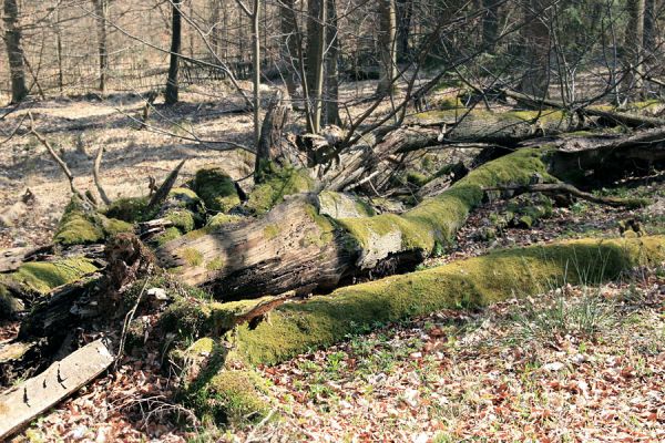 Buky u Vysokého Chvojna, 31.3.2008
Padlá lípa je stále živá.
Klíčová slova: Vysoké Chvojno rezervace Buky