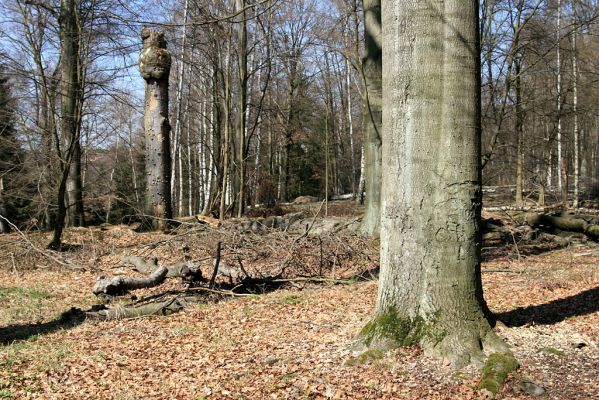 Buky u Vysokého Chvojna, 31.3.2008
Prales nám trochu prořídnul, staré buky padají jeden za druhým...
Mots-clés: Vysoké Chvojno rezervace Buky