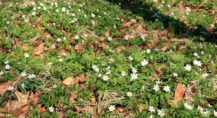 Buky u Vysokého Chvojna, 31.3.2008
Tak tohle už je opravdu jaro...Sasanka hajní (Anemone nemorosa).
Mots-clés: Vysoké Chvojno rezervace Buky Sasanka hajní