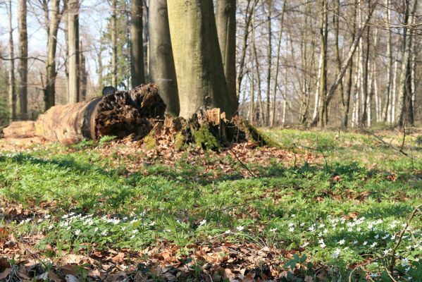 Buky u Vysokého Chvojna, 31.3.2008
Jaro v lese. Sasanka hajní (Anemone nemorosa)
Mots-clés: Vysoké Chvojno rezervace Buky Sasanka hajní