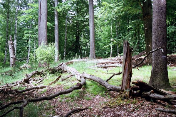 Býšť, 4.7.2004
Buky u Vysokého Chvojna.



Klíčová slova: Býšť Vysoké Chvojno Buky Stenagostus rhombeus