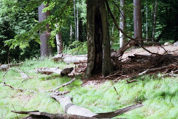 Býšť, 4.7.2004
Buky u Vysokého Chvojna.


Klíčová slova: Býšť Vysoké Chvojno Buky Necydalis ulmi