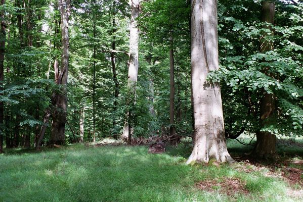 Býšť, 4.7.2004
Buky u Vysokého Chvojna.


Schlüsselwörter: Býšť Vysoké Chvojno Buky