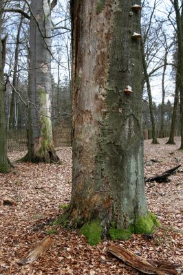 Vysoké Chvojno, 6.2.2013
Buky u Vysokého Chvojna. 
Klíčová slova: Vysoké Chvojno Buky Hylis olexai Stenagostus rhombeus Crepidophorus mutilatus