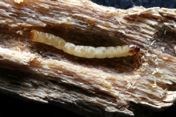 Vysoké Chvojno, 6.2.2013
Buky u Vysokého Chvojna. Larva dřevomila Hylis olexai.
Klíčová slova: Vysoké Chvojno Buky Hylis olexai