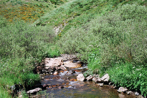 Busdongo de Arbas, 17.6.2005
Busdongo de Arbas - Arbás del Puerto. Río Bernesga - biotop kovaříků Selatosomus hispanicus.
Schlüsselwörter: León province Castile and León Busdongo de Arbas Arbás del Puerto Río Bernesga Selatosomus aeneus hispanicus