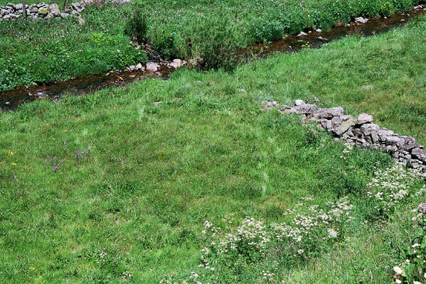 Busdongo de Arbas, 17.6.2005
Busdongo de Arbas - Arbás del Puerto. Río Bernesga - biotop kovaříků Aplotarsus tibiellus. 
Mots-clés: León province Castile and León Busdongo de Arbas Arbás del Puerto Río Bernesga Aplotarsus tibiellus