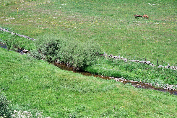 Busdongo de Arbas, 17.6.2005
Busdongo de Arbas - Arbás del Puerto. Río Bernesga - biotop kovaříků Aplotarsus tibiellus. 
Klíčová slova: León province Castile and León Busdongo de Arbas Arbás del Puerto Río Bernesga Aplotarsus tibiellus