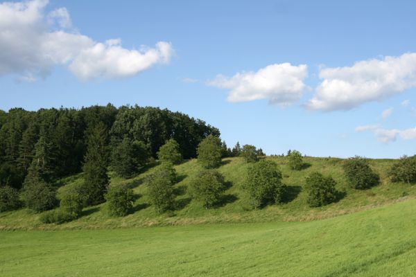 Byšičky, 26.7.2009
V sousedství města Lázně Bělohrad je poutní kostel sv. Petra a Pavla. V jeho okolí se dochovaly sady se stepní vegetací. 
Schlüsselwörter: Lázně Bělohrad Byšičky Anthaxia candens