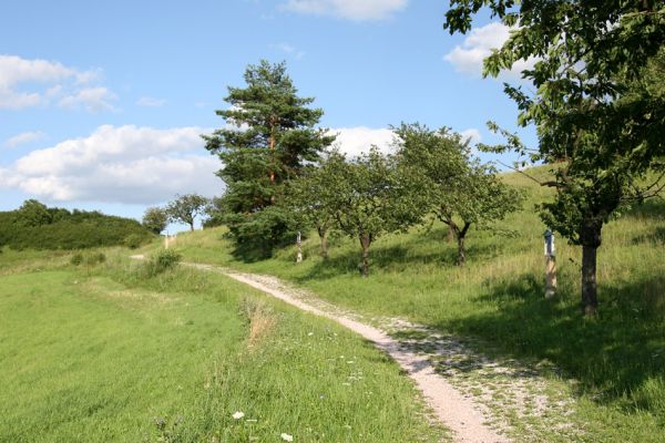 Byšičky, 26.7.2009
V sousedství města Lázně Bělohrad je poutní kostel sv. Petra a Pavla. V jeho okolí se dochovaly sady se stepní vegetací.  
Schlüsselwörter: Lázně Bělohrad Byšičky Anthaxia candens