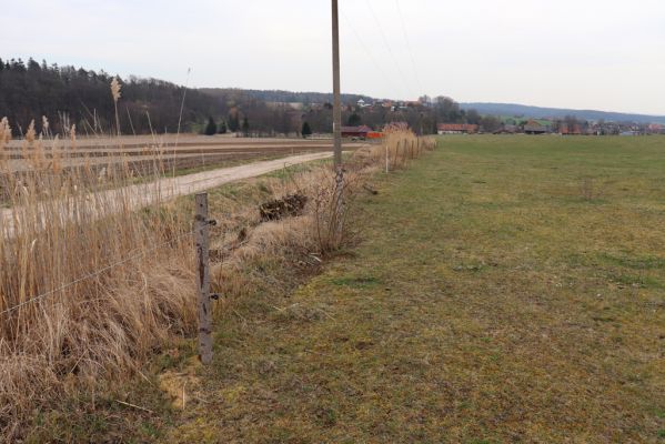 Býšť, 17.3.2020
Pastvina u cesty ke Kolibě.
Klíčová slova: Býšť pastvina
