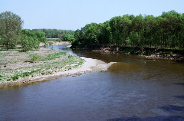 Bzenec-Přívoz, 6.5.2003
Rezervace Osypané břehy. Meandry řeky Moravy.
Klíčová slova: Bzenec-přívoz Morava Zorochros quadriguttatus Negastrius sabulicola