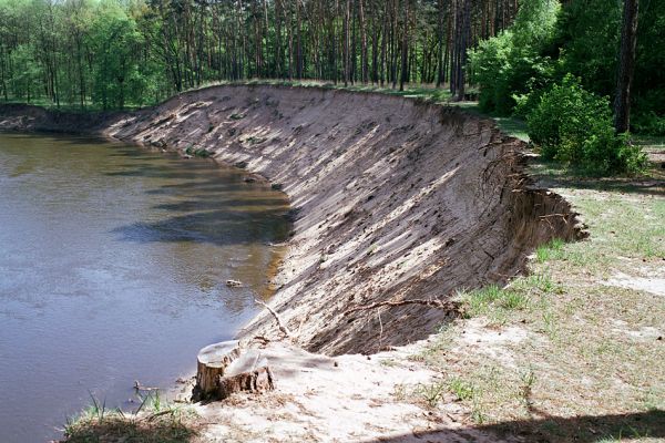 Bzenec-Přívoz, 6.5.2003
Rezervace Osypané břehy.
Schlüsselwörter: Bzenec-přívoz Morava Limonius poneli