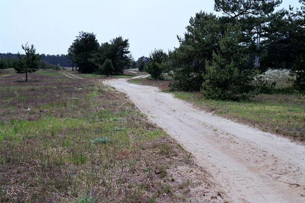 Bzenec-Přívoz, 6.5.2003
Step u cesty mezi písníkem a železniční tratí - biotop kovaříka Dicronychus equisetioides.
Klíčová slova: Bzenec-přívoz Dicronychus equisetioides