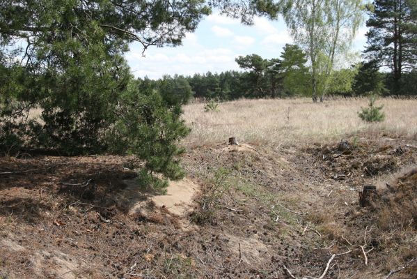 Bzenec, 23.4.2012
Vojenské cvičiště.
Klíčová slova: Bzenec vojenské cvičiště Cardiophorus discicollis Ampedus sinuatus elongatulus