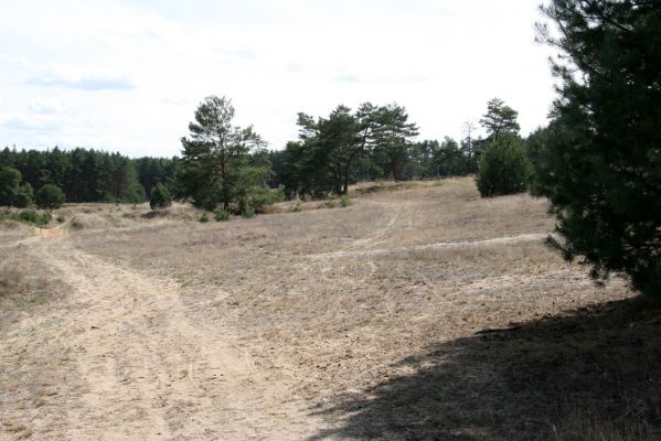 Bzenec, 23.4.2012
Vojenské cvičiště. Biotop kovaříků Cardiophorus asellus a Dicronychus equisetioides.
Klíčová slova: Bzenec vojenské cvičiště Cardiophorus asellus dicronychus equisetioides