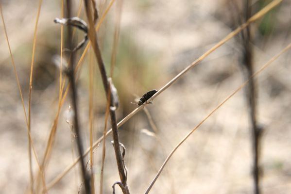 Bzenec, 23.4.2012
Vojenské cvičiště. Kovařík Cardiophorus asellus.
Schlüsselwörter: Bzenec vojenské cvičiště Cardiophorus asellus