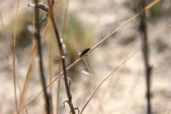 Bzenec, 23.4.2012
Vojenské cvičiště. Kovařík Cardiophorus asellus.
Klíčová slova: Bzenec vojenské cvičiště Cardiophorus asellus.