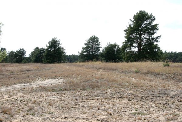 Bzenec, 23.4.2012
Vojenské cvičiště. Biotop kovaříků Cardiophorus asellus a Dicronychus equisetioides.
Klíčová slova: Bzenec vojenské cvičiště Cardiophorus asellus Dicronychus equisetioides