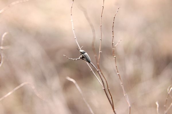 Bzenec, 23.4.2012
Vojenské cvičiště. Kovařík Cardiophorus asellus.
Klíčová slova: Bzenec vojenské cvičiště Cardiophorus asellus