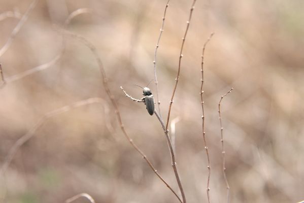 Bzenec, 23.4.2012
Vojenské cvičiště. Kovařík Cardiophorus asellus.
Klíčová slova: Bzenec vojenské cvičiště Cardiophorus asellus