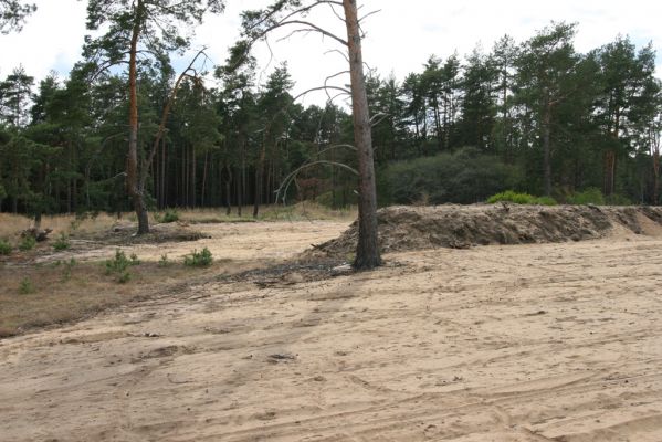 Bzenec, 23.4.2012
Vojenské cvičiště. Současný ochranářský management zaměřený na rozšíření plochy volných písků.
Schlüsselwörter: Bzenec vojenské cvičiště