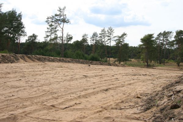 Bzenec, 23.4.2012
Vojenské cvičiště. Současný ochranářský management zaměřený na rozšíření plochy volných písků.
Schlüsselwörter: Bzenec vojenské cvičiště