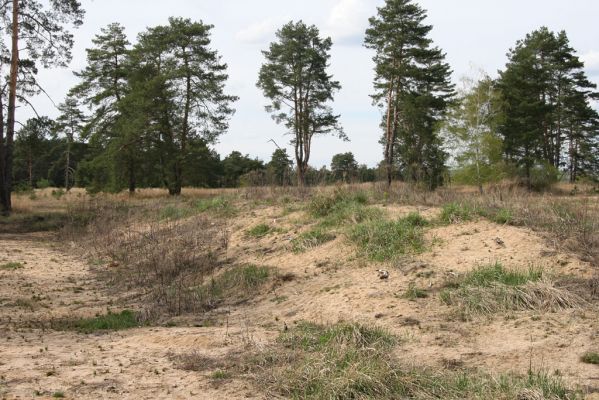 Bzenec, 23.4.2012
Vojenské cvičiště. Současný ochranářský management zaměřený na rozšíření plochy volných písků.
Klíčová slova: Bzenec vojenské cvičiště