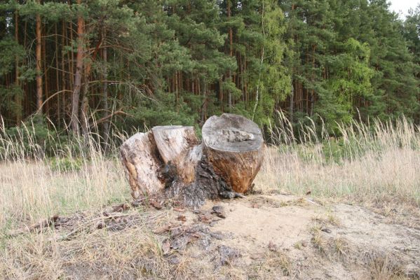 Bzenec, 23.4.2012
Vojenské cvičiště. Současný ochranářský management zaměřený na rozšíření plochy volných písků. Pařezy odstraněných borovic osídlil krasec Chalcophora mariana. 
Klíčová slova: Bzenec vojenské cvičiště Chalcophora mariana