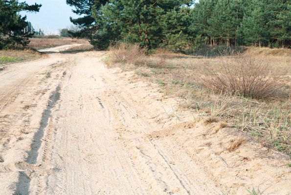 Bzenec-Přívoz, 18.4.2006
Rezervace Váté písky. Cesta mezi písníkem a železniční tratí. Biotop kovaříka Dicronychus equisetioides.
Schlüsselwörter: Bzenec-Přívoz Dicronychus equisetioides