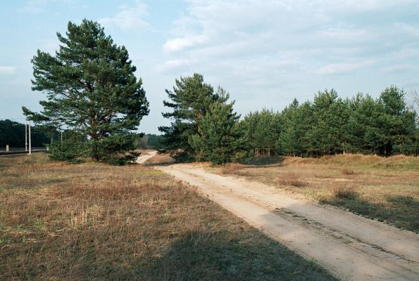 Bzenec-Přívoz, 18.4.2006
Rezervace Váté písky. Cesta mezi písníkem a železniční tratí. Biotop kovaříka Dicronychus equisetioides.
Mots-clés: Bzenec-Přívoz Dicronychus equisetioides