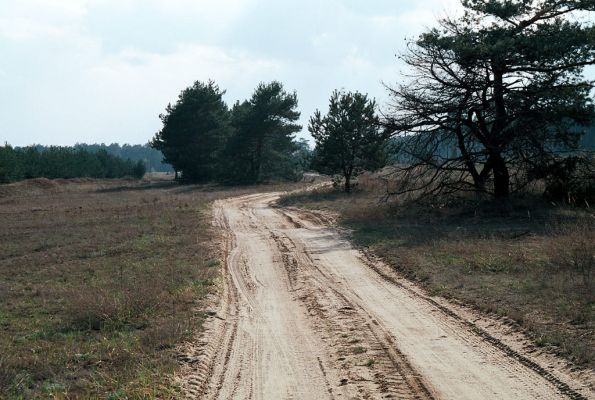 Bzenec-Přívoz, 18.4.2006
Rezervace Váté písky. Cesta mezi písníkem a železniční tratí. Biotop kovaříka Dicronychus equisetioides.
Schlüsselwörter: Bzenec-Přívoz Dicronychus equisetioides