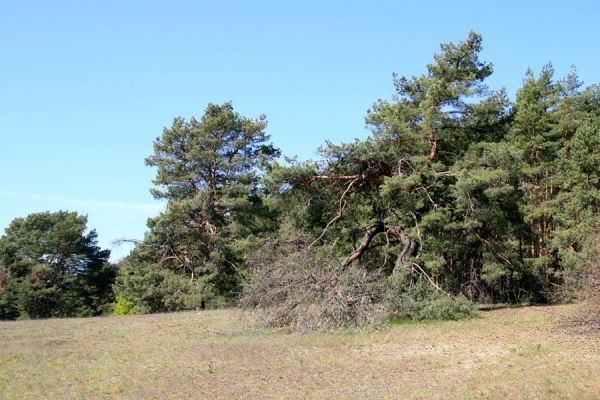 Bzenec-přívoz, 28.4.2008
Rezervace Váté písky. Na okraji lesa je možné sklepat z větví kvetoucích borovic několik druhů kovaříků. Cardiophorus asellus, C. nigerrimus, C. ruficollis, C. discicollis, Ampedus sinuatus, A. elongatulus.....
Mots-clés: Bzenec-přívoz Váté písky Cardiophorus asellus nigerrimus ruficollis discicollis Ampedus sinuatus elongatulus