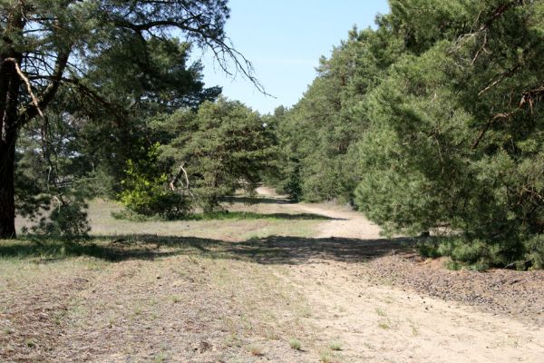 Bzenec-přívoz, 28.4.2008
Rezervace Váté písky. Na okraji lesa je možné sklepat z větví kvetoucích borovic několik druhů kovaříků. Cardiophorus asellus, C. nigerrimus, C. ruficollis, C. discicollis, Ampedus sinuatus, A. elongatulus.....
Klíčová slova: Bzenec-přívoz Váté písky Cardiophorus asellus nigerrimus ruficollis discicollis Ampedus sinuatus elongatulus