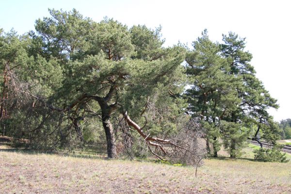 Bzenec-přívoz, 28.4.2008
Rezervace Váté písky. Na okraji lesa je možné sklepat z větví kvetoucích borovic několik druhů kovaříků. Cardiophorus asellus, C. nigerrimus, C. ruficollis, C. discicollis, Ampedus sinuatus, A. elongatulus.....
Keywords: Bzenec-přívoz Váté písky Cardiophorus asellus nigerrimus ruficollis discicollis Ampedus sinuatus elongatulus