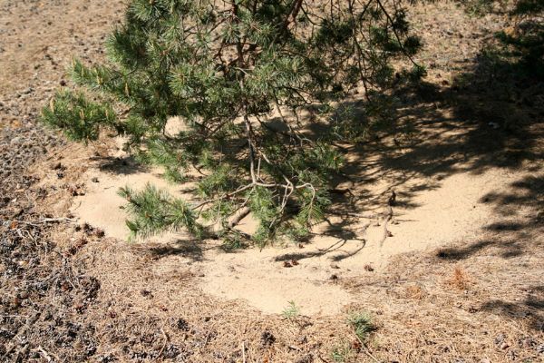 Bzenec-přívoz, 28.4.2008
Rezervace Váté písky. Nízké větve solitérních borovic vymetají za větru jehličí z písku. 
Schlüsselwörter: Bzenec-přívoz Váté písky Cardiophorus asellus nigerrimus ruficollis discicollis Ampedus sinuatus elongatulus